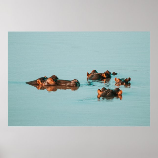 POSTER NADANDO HIPPOS (Frente)