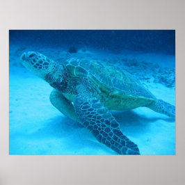Pôster Nadar com tartarugas marinhas 2