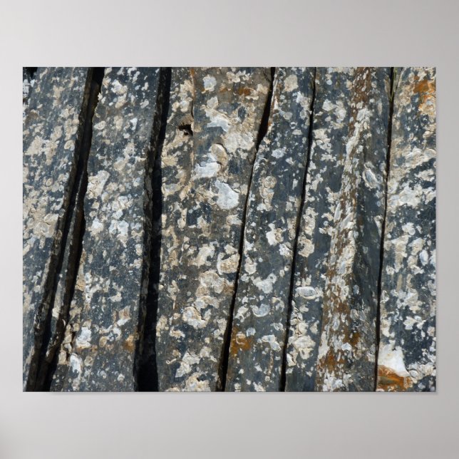 Poster naissains sur schiste (Frente)