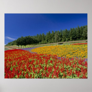 Pôster Nakafurano, Sorachi, Hokkaido, Japão