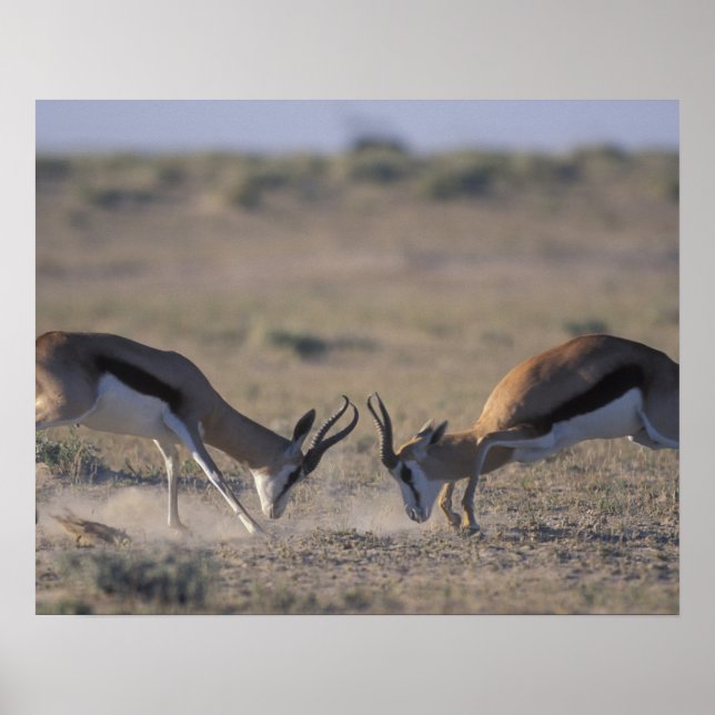 Pôster Namibia, Etosha National Park, Two male (Frente)