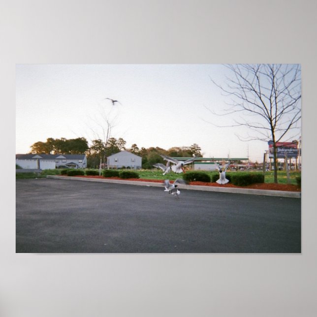 Pôster Não alimente as gaivotas (Frente)