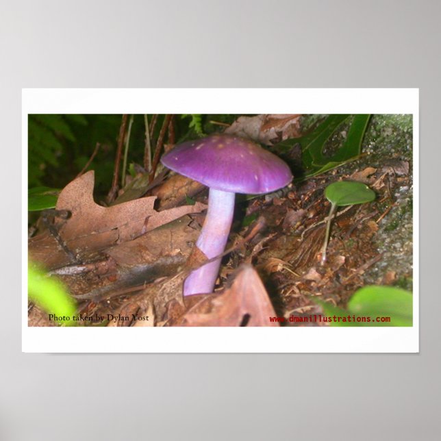 Pôster Não Coma o Cogumelo (Frente)