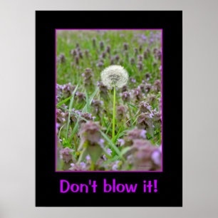 Poster Não estrague! Dandelion