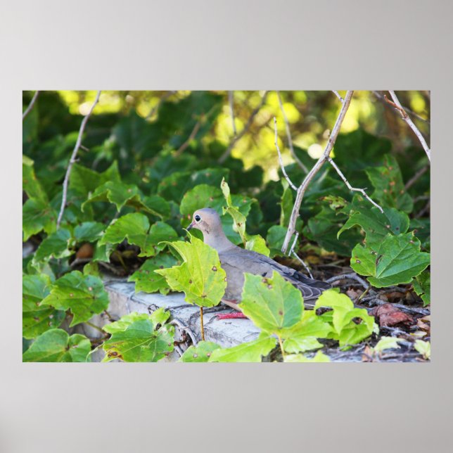 Poster Não posso me ver (Frente)