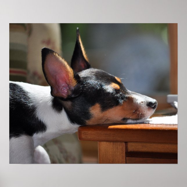 Pôster Nap do Enzo (Frente)