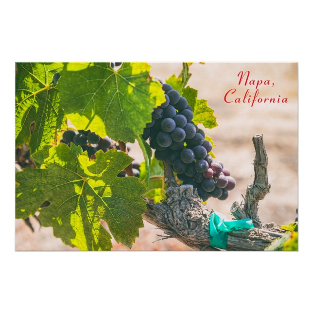 Pôster Napa, Califórnia (Frente)