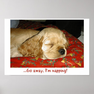 Pôster Napping