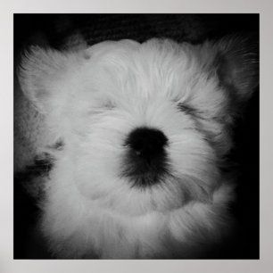 Poster Napping Maltipoo