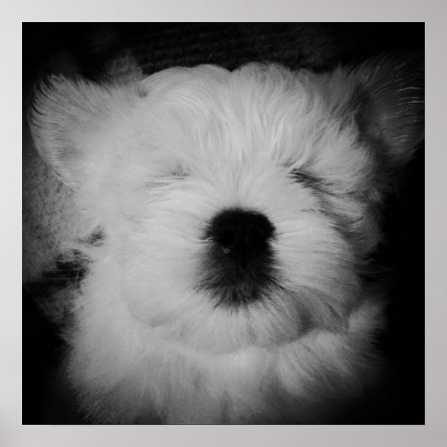 Poster Napping Maltipoo (Frente)