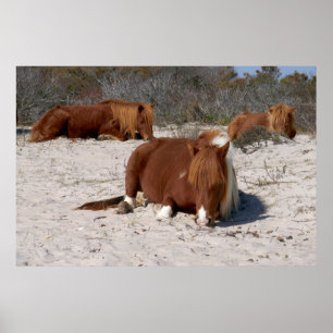 Poster Napping Wild Ponies at Assateague National Park