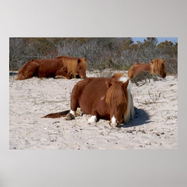 Poster Napping Wild Ponies at Assateague National Park (Frente)