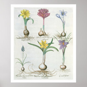 Pôster Narciso, açafrões e jacinto: autum 1.Narcissus