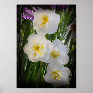 Poster Narciso Daffodils
