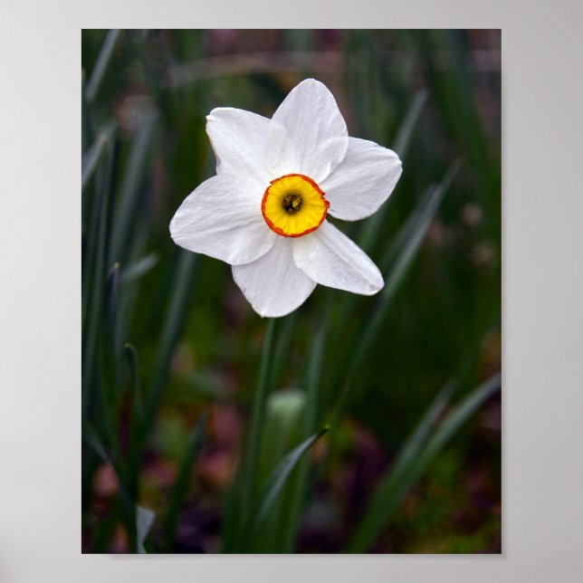 Poster Narciso Flower (Frente)