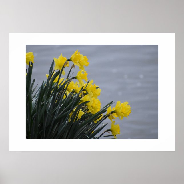 Poster Narcisos  (Frente)