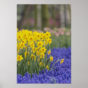 Pôster Narcisos e Jacintos-de-uva, Keukenhof