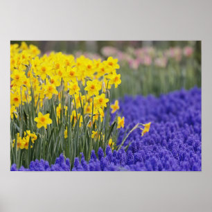 Poster Narcisos e Jacintos-de-uva, Keukenhof 3