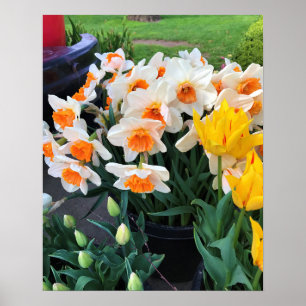 Poster Narcisos & Tulipas, Oregon