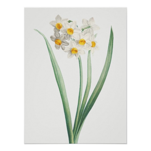 Pôster Narcissus, Pierre-Joseph Redouté, 1805 (Frente)
