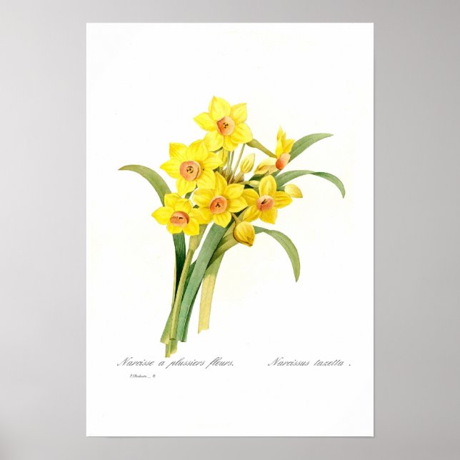 Poster Narcissus tazetta (Frente)