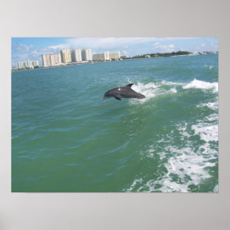 Poster nariz de garrafa golfinho dando carona