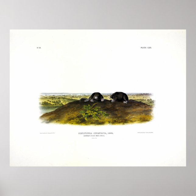 Poster Nariz Estrela Comum (Condylura Cristata) Audubon (Frente)