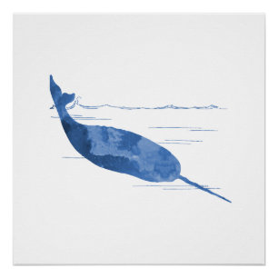 Pôster Narwhal