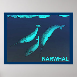Pôster Narwhal