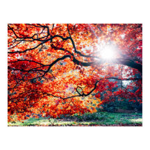 NAS CORES MÁGICAS DO OUTONO