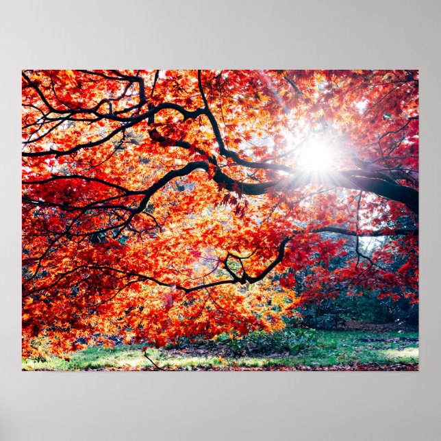 POSTER NAS CORES MÁGICAS DO OUTONO (Frente)