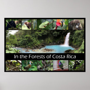Poster Nas Florestas da Costa Rica