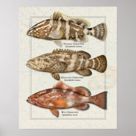 Poster Nassau, Golias e Red Grouper