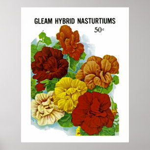 Poster Nastúrbios