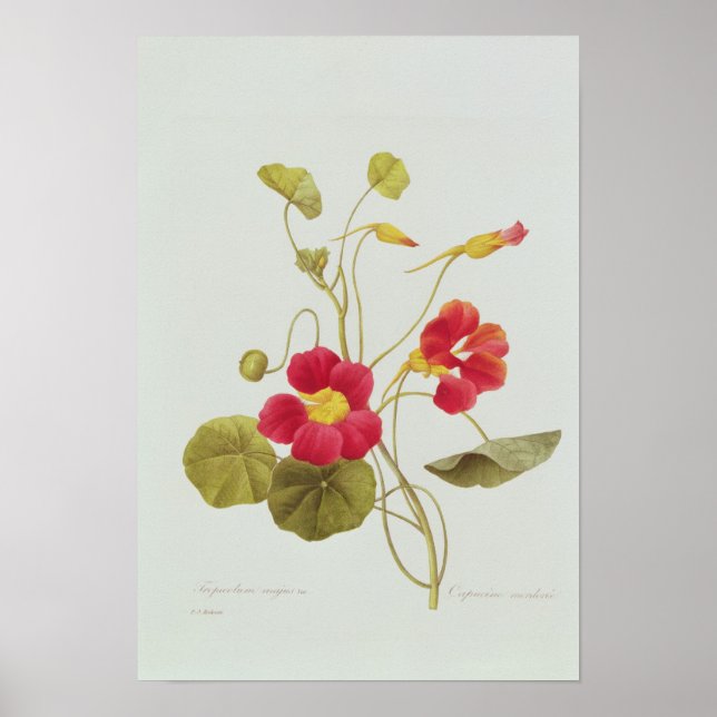 Poster Nasturtium (Frente)