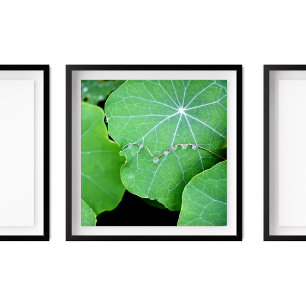 Poster Nasturtium Deixa Pearl Água Cai Fotografia