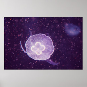 Poster Natação