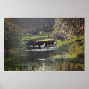 Pôster Natação de manhã cedo