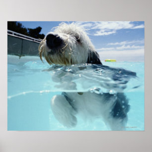 Pôster Natação do cão em uma piscina