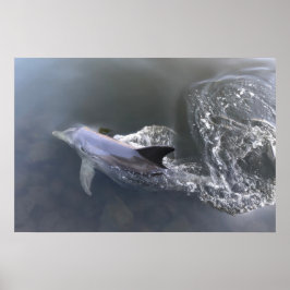 Poster Natação em Golfinho