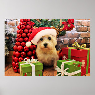 Poster Natal - Cairn Terrier - Roxi