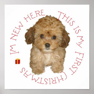 Pôster Natal do filhote de cachorro de Cavachon primeiro