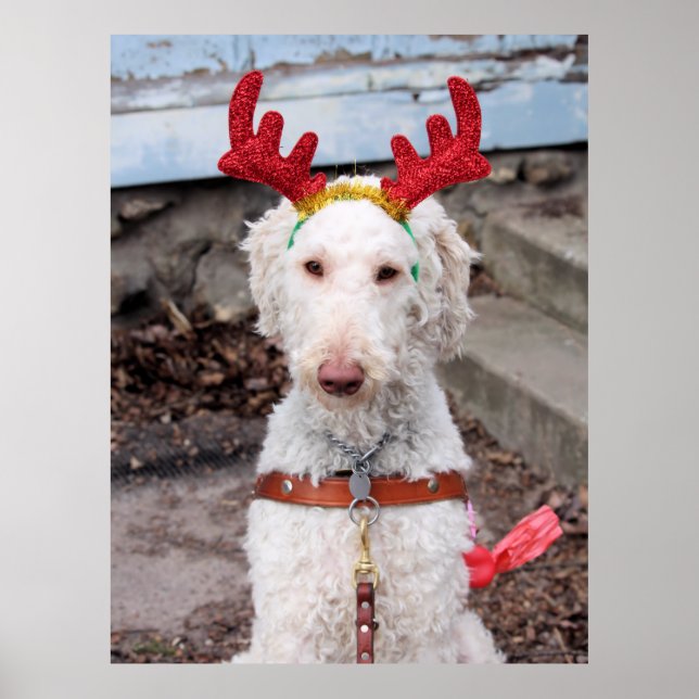 Poster Natal Ollie (Frente)