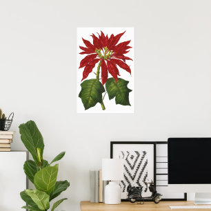 Poster Natal vintage, planta vermelha do inverno da