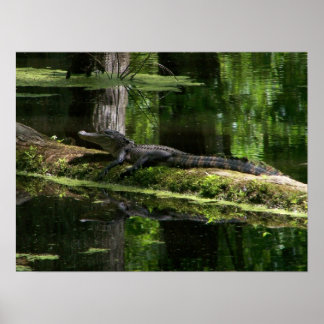 Pôster Natchez Trace Gator (3)