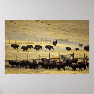 Poster National Bison Range Roundup em Montana