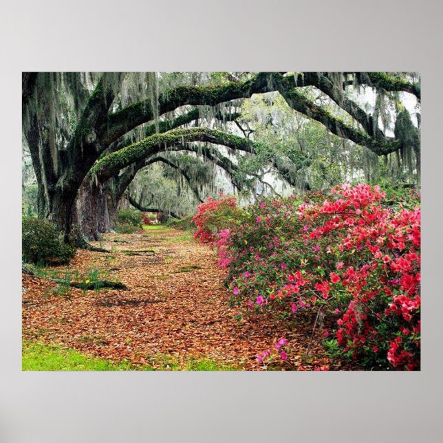 Poster natural (Frente)