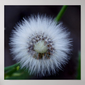 Pôster Nature's sun