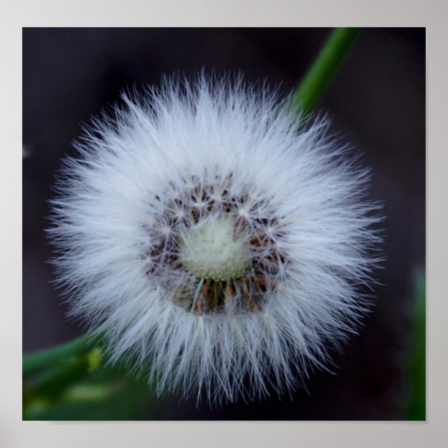 Pôster Nature&apos;s sun (Frente)