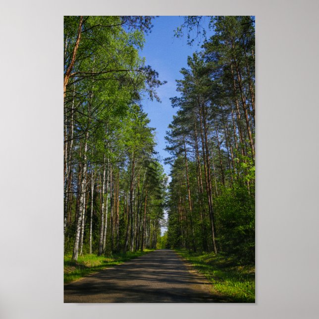 Poster Nature Landscape Forest Birch Bielorrússia (Frente)